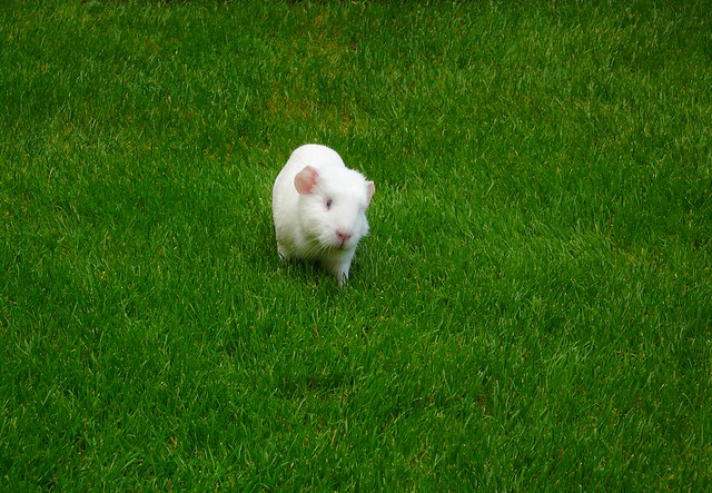 Piggies on the lawn, briefly 1