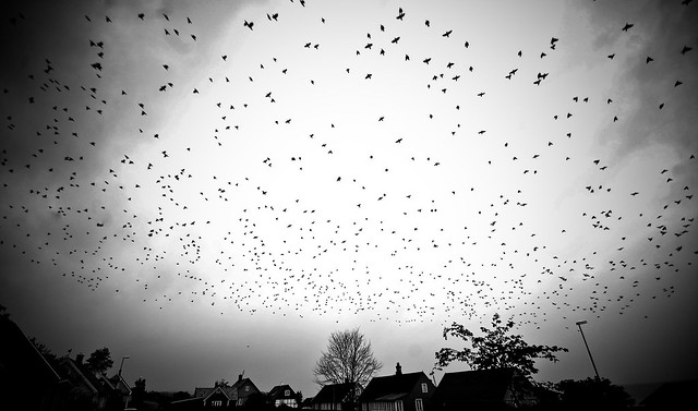 The Birds ][  ][
