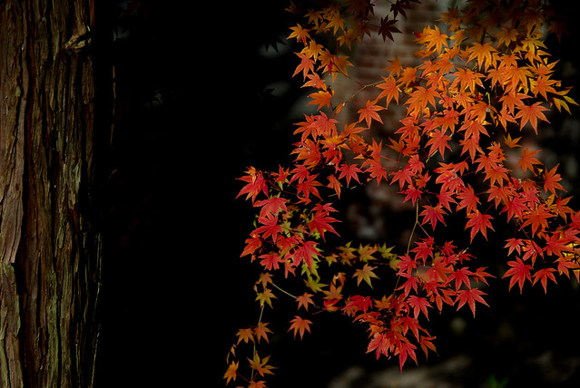 fall scenery - Kyoto