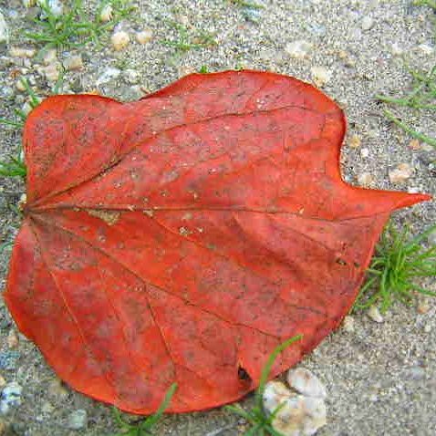 20091113 z2 autumn leaf