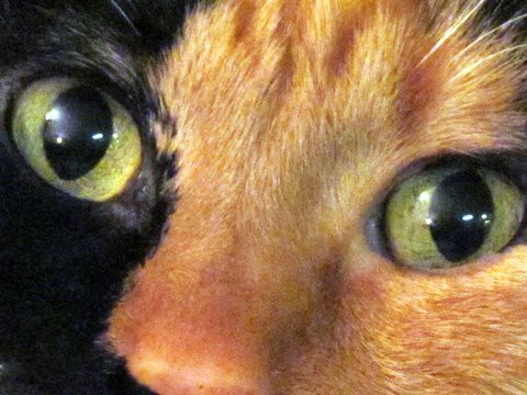 Cat Eyes -- Explored!