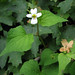 Flickr photo 'Canadian White Violet' by: treegrow.