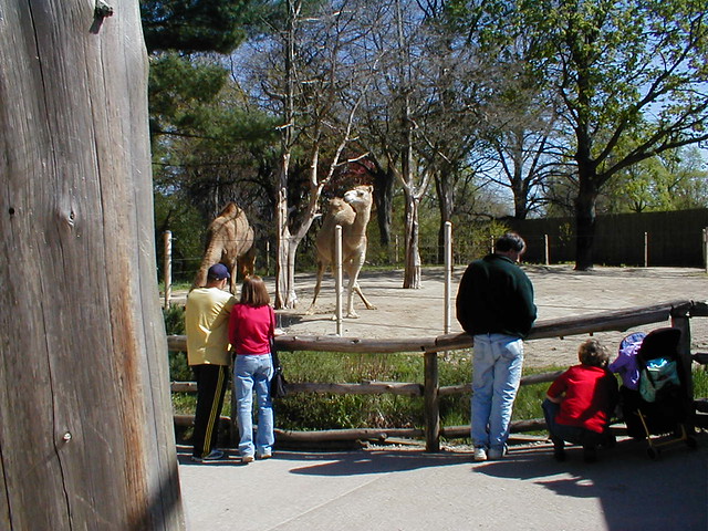 Roger Williams Zoo: Camels