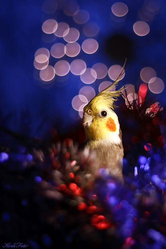 Happy Holidays! | by Kerli'sPhotography