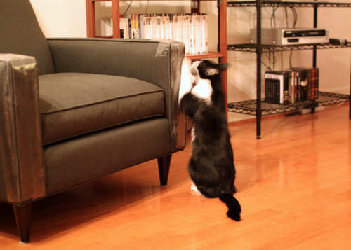 Oliver Destroying the Furniture