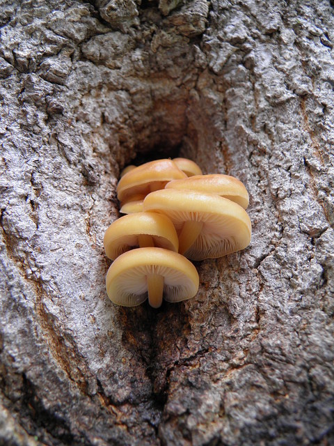Mushrooms growing on the tree (Explore)