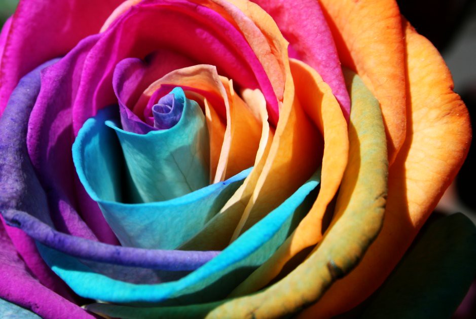 La última rosa | Llena de color, llena de luz... como mi vid… | Flickr