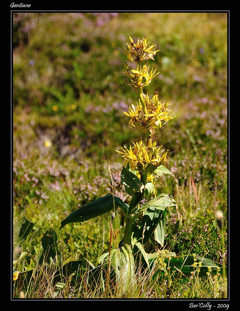 Gentiane du Puy Mary, Cantal by BerColly