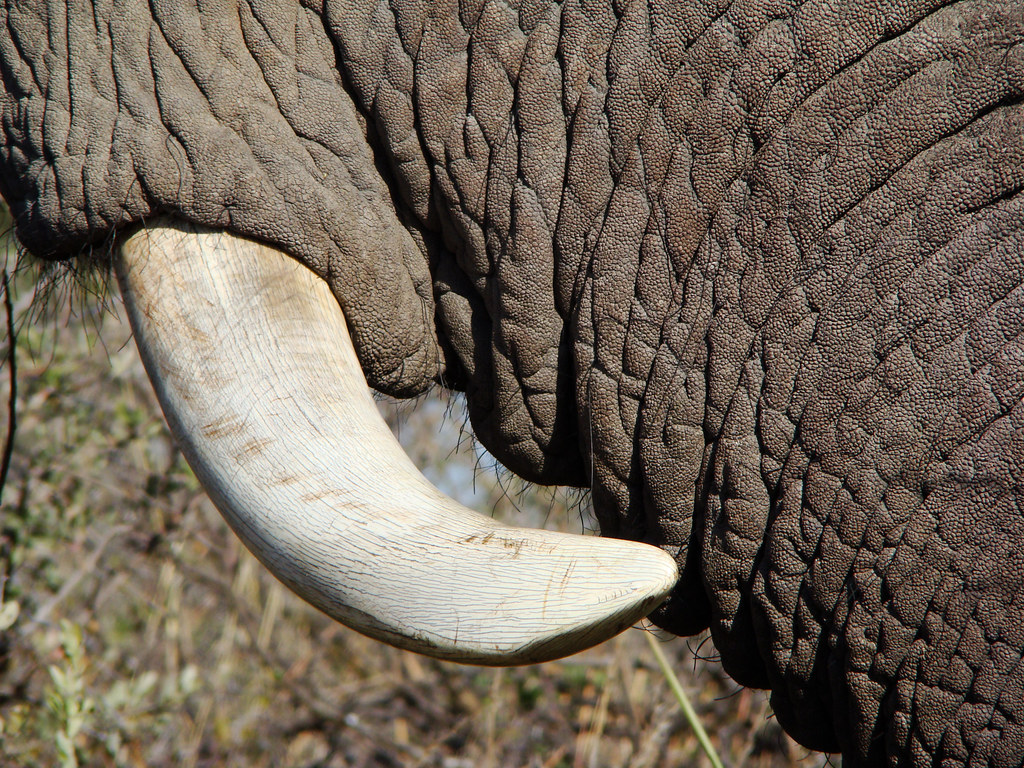 Kilimanjaro Elephant Tusks 1899. Elephant Tusk. Переводчик Elephant Tusk. Elephant tusks