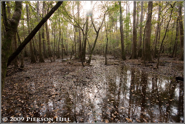 Hardwood floodplain river swamp