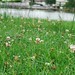 Clover on the Banks of the Seine