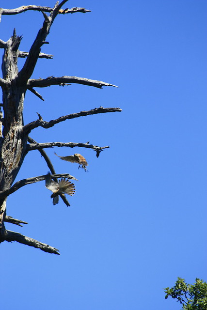 CORSICA-PORTO VECCHIO:les deux faucons crècerelle