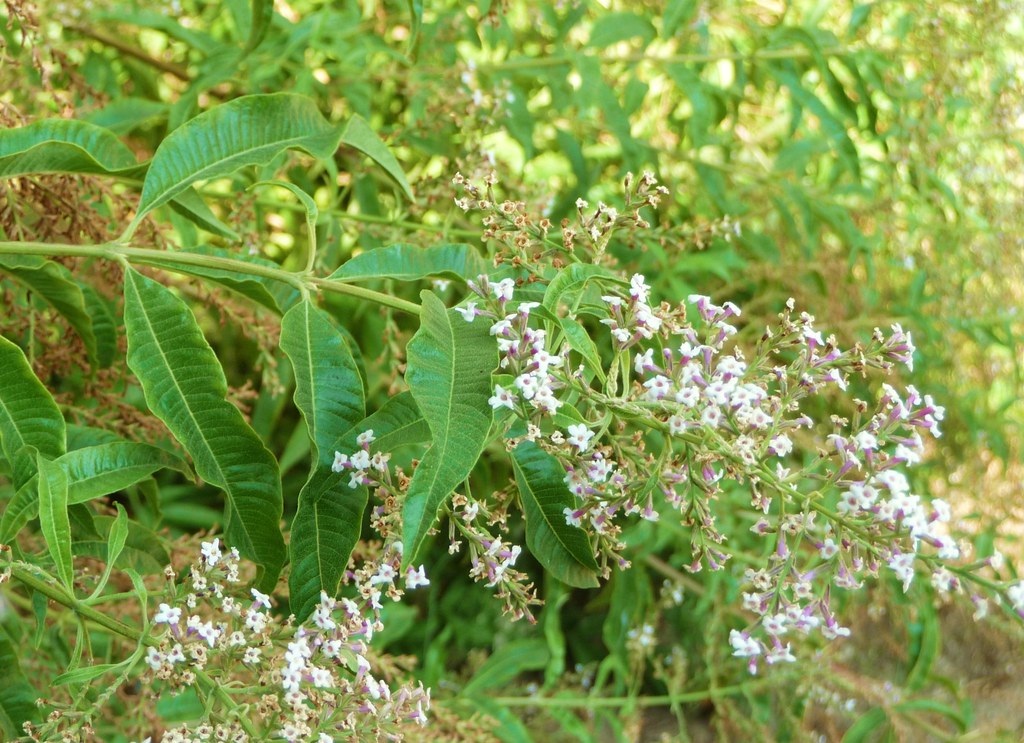 HIERBA LUISA | Aloysia triphylla. Lippia triphylla Kuntze, H… | Flickr