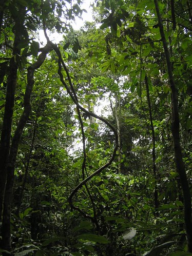 Fri, 06/16/2006 - 18:58 - Amacayacu Forest
Credit: CTFS