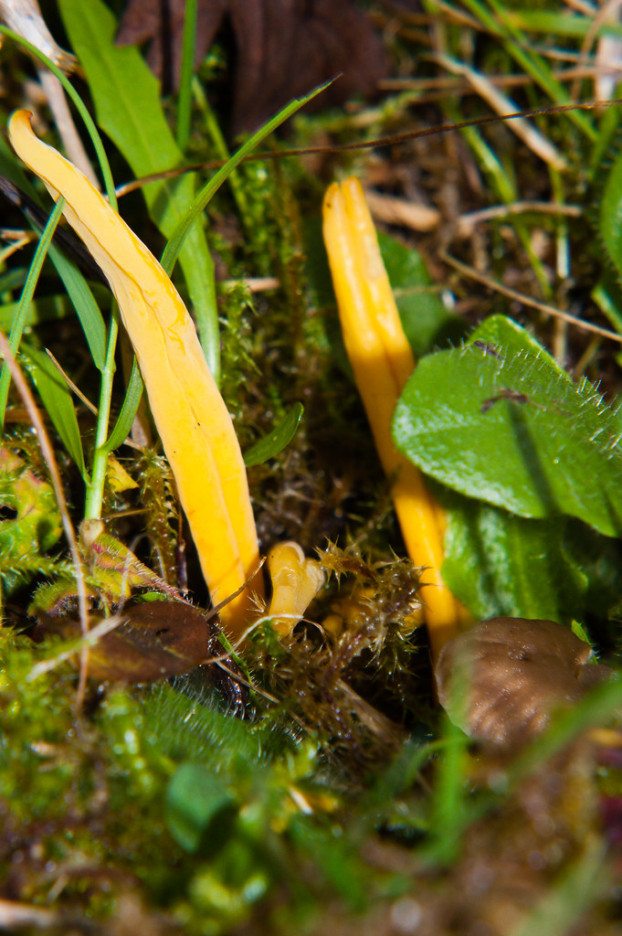 Yellow club fungus | David | Flickr
