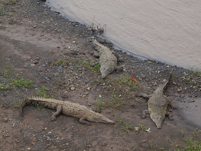 Crocodiles on Tarcoles River #6