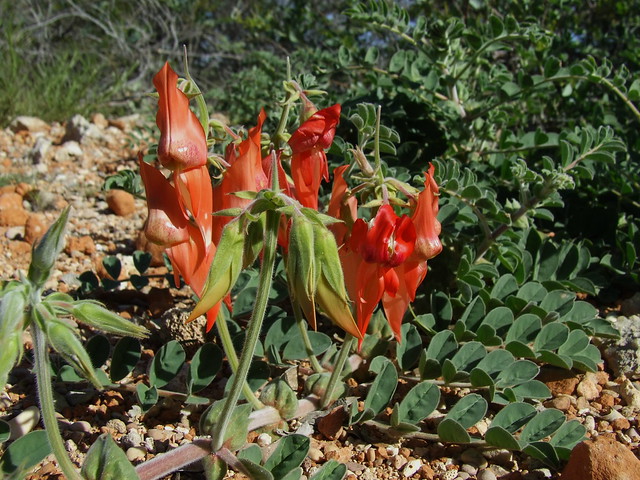 Fabaceae>Swainsona formosa Sturt's Desert Pea DSCF3046
