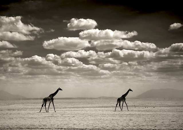 Two giraffes in Amboseli National Park - Kenya