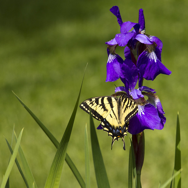 Yellow Swallowtail on Purple Iris