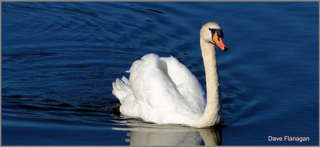 The Swan. | Arth Wen Photography and Imagery. | Flickr