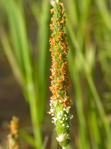 grass montana bozeman poaceae perennial inflorescence bunchgrass alopecurus coolseason shortawnfoxtail alopecurusaequalis wetsite