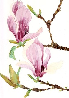 magnolia blossoms on a branch | watercolour and pencil on pa… | Flickr