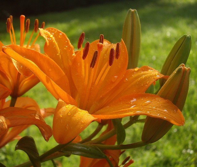 Day Lily with Dewdrops