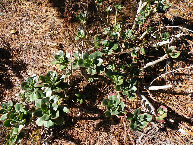 Echeveria aff. montana