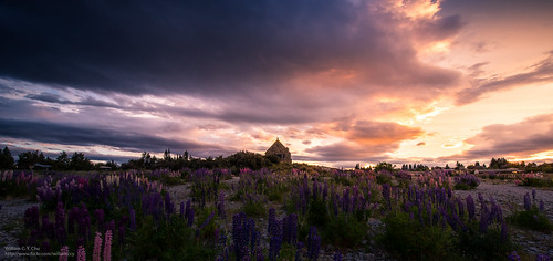 travel sunset newzealand landscape outdoor dusk canterbury southisland laketekapo churchofthegoodshepherd lupins tekapo thechurchofthegoodshepherd