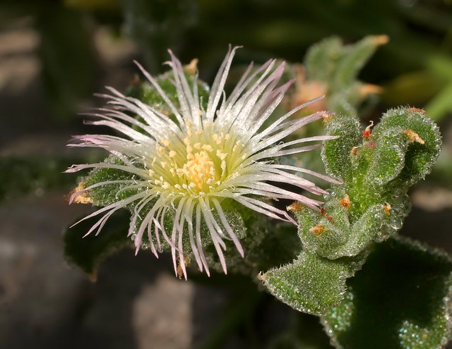 Mesembryanthemum crystallinum 2830-1 (1)