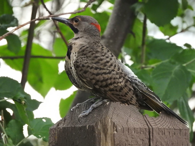 Male Northern Flicker-yellow shafted