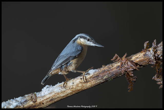 Nuthatch on melting hair ice