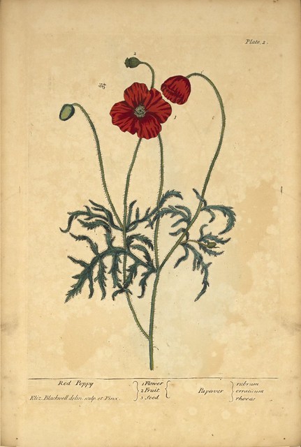Red poppy =: Papaver, rubrum, erraticum, rhoeas