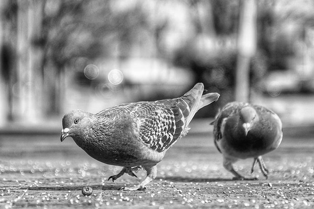 #DailyPigeon 020617 11:57a 1/1250 400 f6.3 i think these area pigeons are starting to warm up to me #pigeon #pigeons #CityBird #UrbanWildlife #InstaDFW #Dallas #bnw #bw #bnw_society #bnw_captures #blackandwhite #bnw_just #monochrome #bnwphotography #iLike