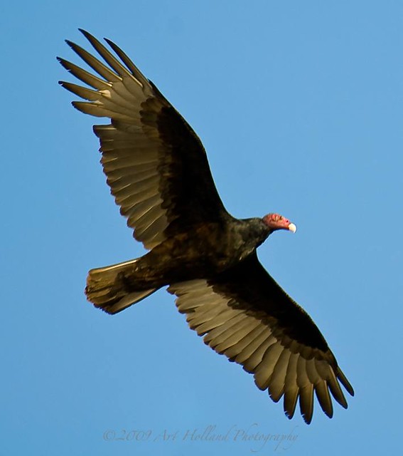 Turkey Vulture Wings... | A Turkey Vulture displaying it's b… | Flickr