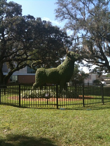 Bull Topiary Behind the Phyllis P. Marshall Center