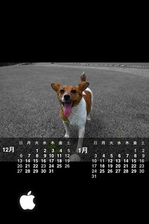 Iphone用待ち受け用に作成 素材 うちの犬 ジャックラッセルテリア6歳 Quick Calendar Bit Flickr