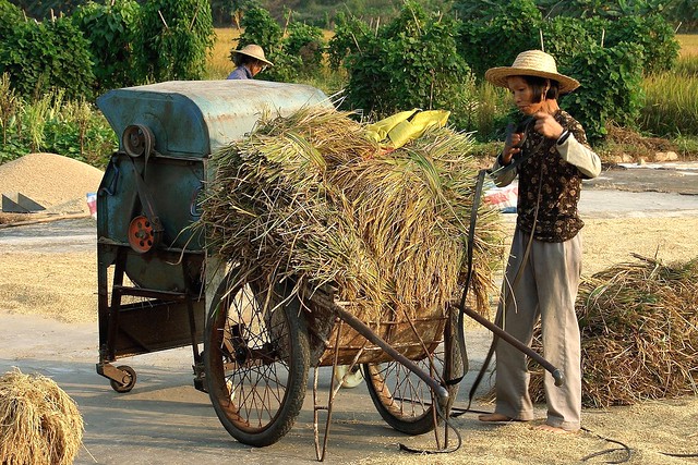 Rice harvest, Guangdong, China