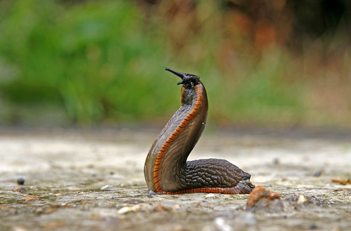 Slug evolution. by All-seeing Angler.