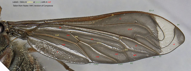 Labelled wing