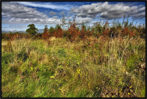 The Mesh Fence. by Pat Dalton...