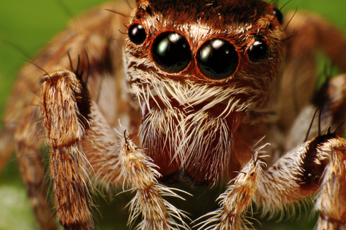 Jumping Spider by Dwi Janto Johan