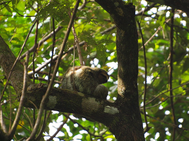 Sloth in the Tree at Manuel Antonio
