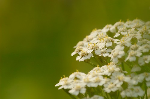 Achillea millefolium | Duizendblad - Yarrow | Op mijn blogje… | Flickr