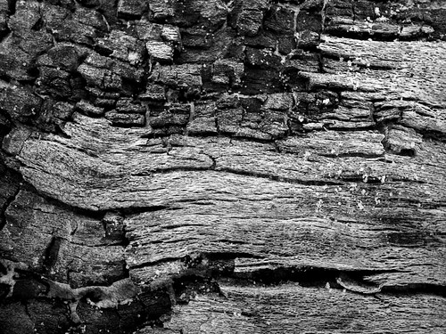 bw macro geotagged driftwood southernmaryland