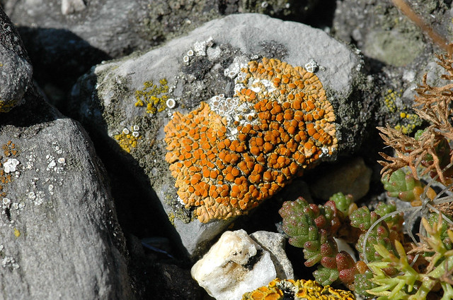 Caloplaca saxicola (Rock Jewel Lichen / Sinaasappelkorst)