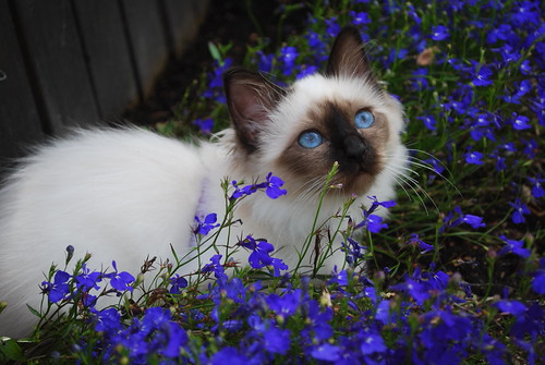 Ariane in flowers | by Annette V