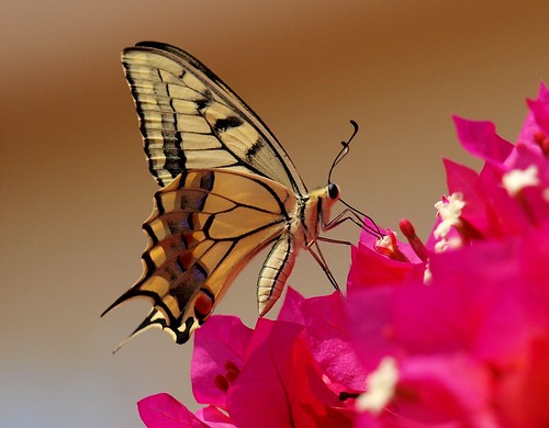 Swallowtail ButterFly by Ilias Orfanos