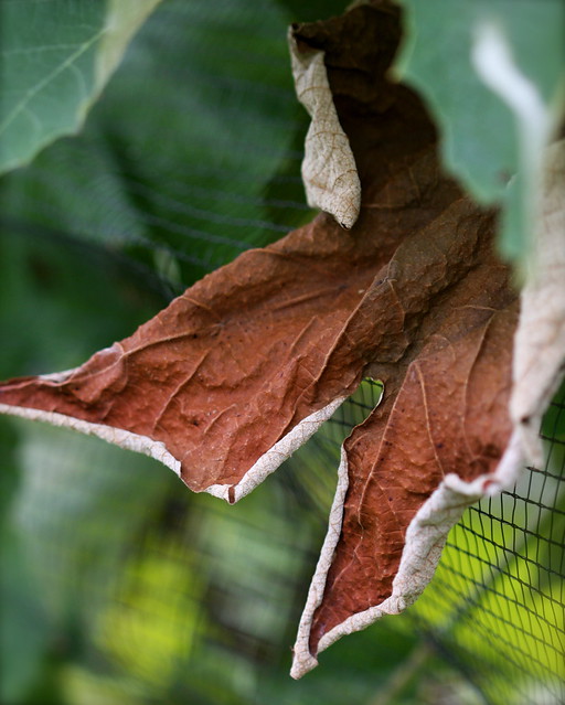 Leather leaf.