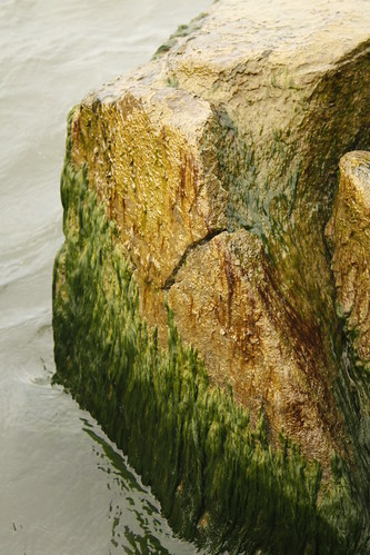 Algae | by Eric Metzger